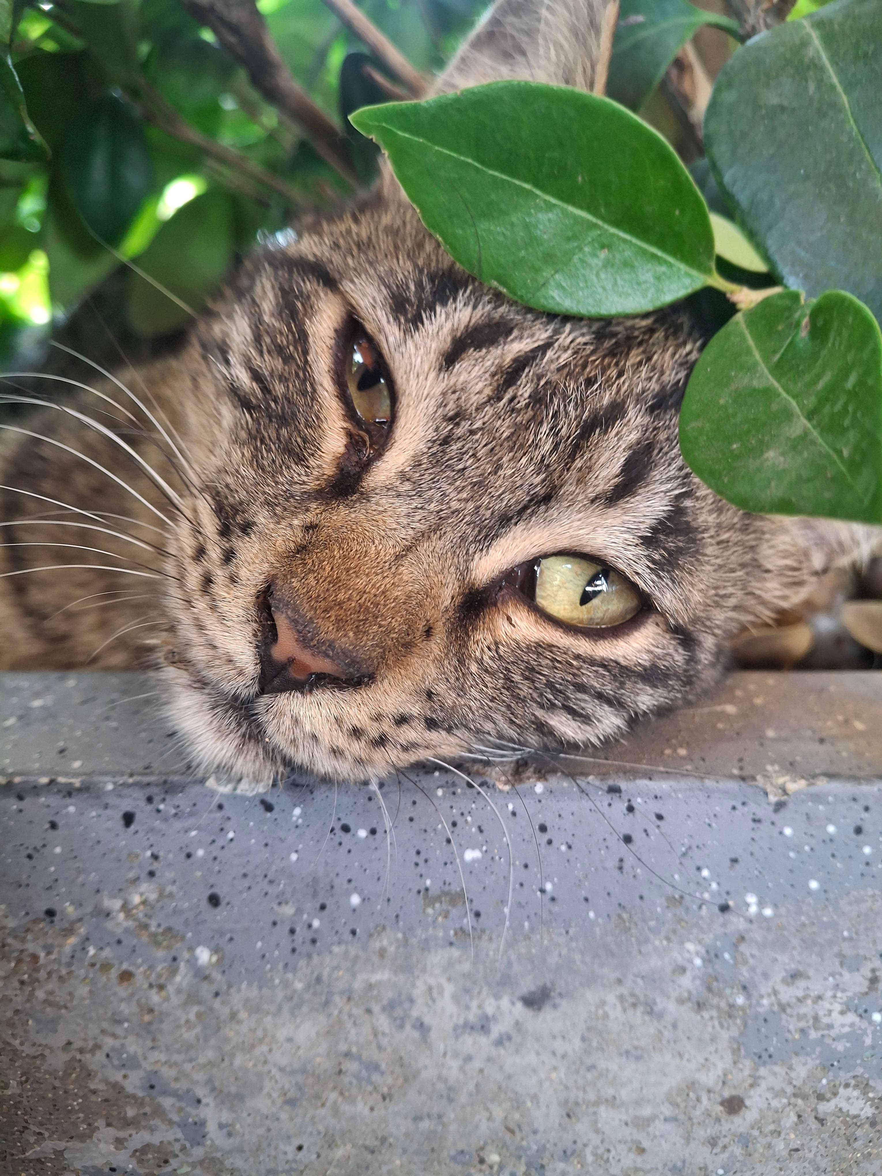Random Cat